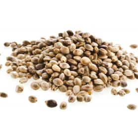 Semințele de canepa: sursă completă de proteine, proprietăți, beneficii și contraindicații