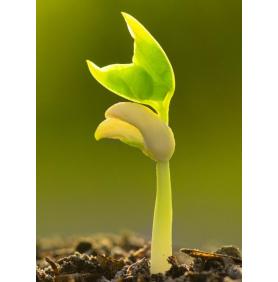 Productia bio romaneasca -  pe jumatate exportata