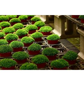 Revolutia "VERDE"/Rasar noi si noi magazine 